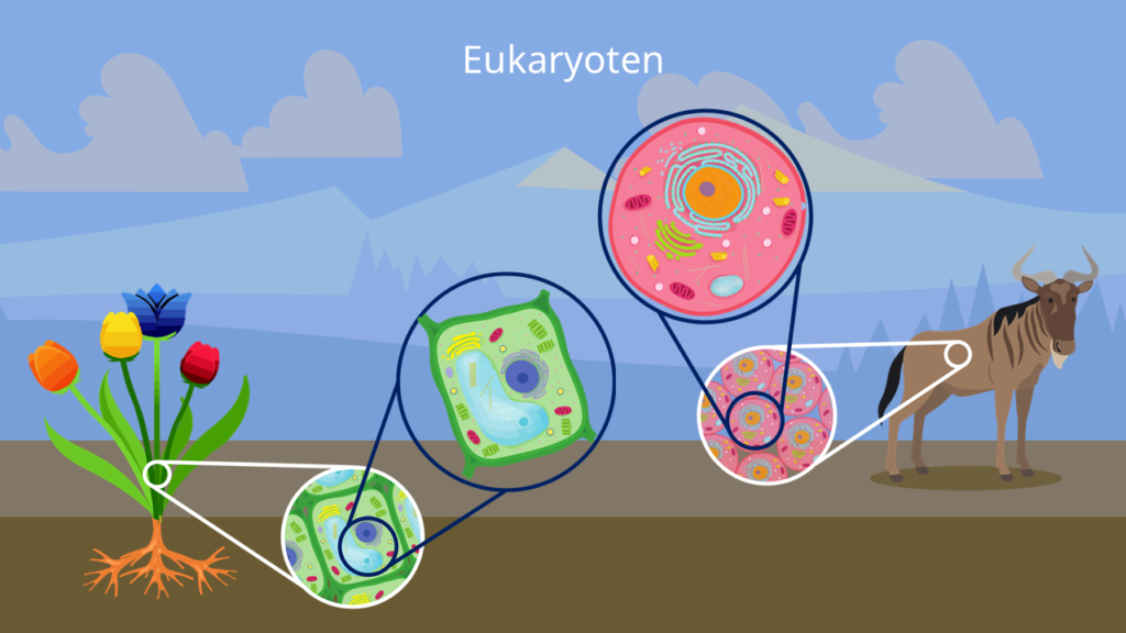 Eukaryoten, Pflanzenzelle, Tierzelle
