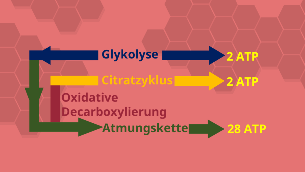 Zellatmung, Citratzyklus, Glykolyse, Oxidative Decarboxylierung, ATP, Adenosintriphosphat