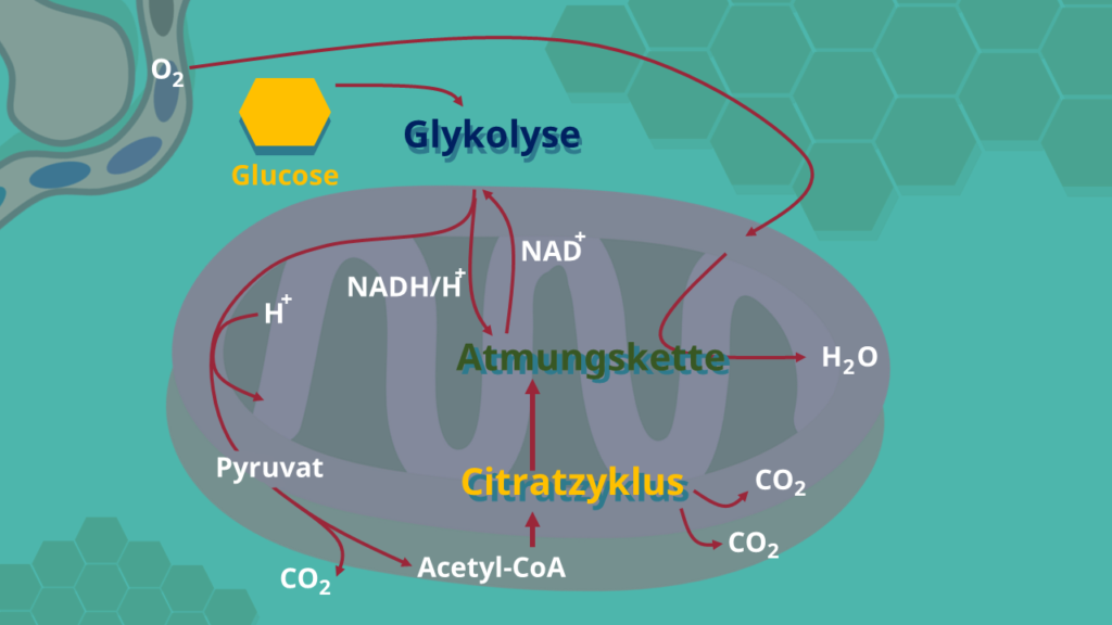 Zellatmung, Citratzyklus, Glykolyse, ATP, Adenosintriphosphat, Glucose, Mitochondrien, Sauerstoff, Kohlenstoffdioxid, Pyruvat, Acetyl-CoA