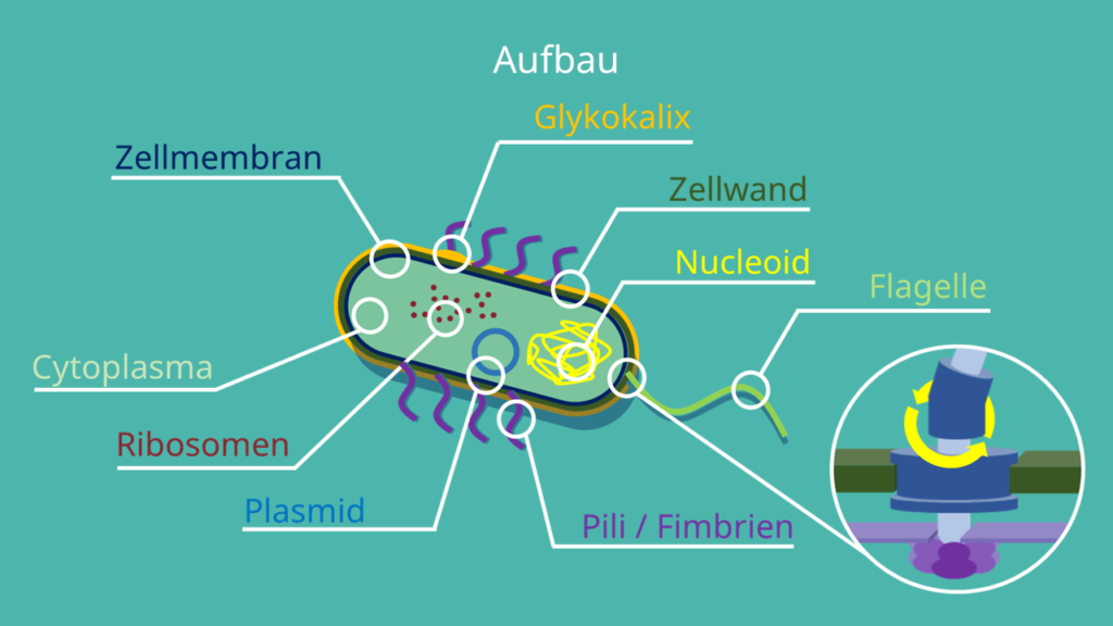 Prokaryotenzelle, Kapsel, Bakterien, Archaeen, Flagellum, Plasmid, Pilli, Cytoplasma, Cytoplasmamembran, Zellwand, Nucleoid