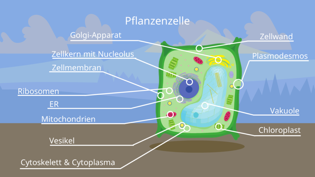Pflanzenzelle, Eukaryoten