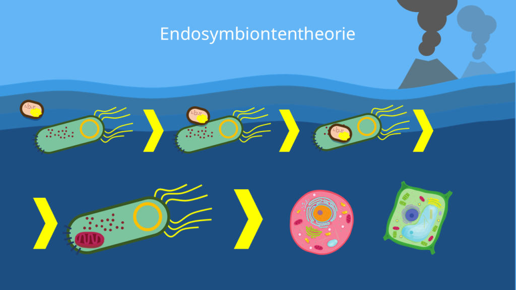 Archaee, Mitochondrium, Plastid, Urbakterium, Endosymbiontentheorie