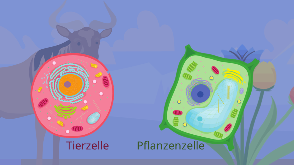 Tierzelle, Pflanzenzelle, pflanzliche Zelle, tierische Zelle, Zellorganellen