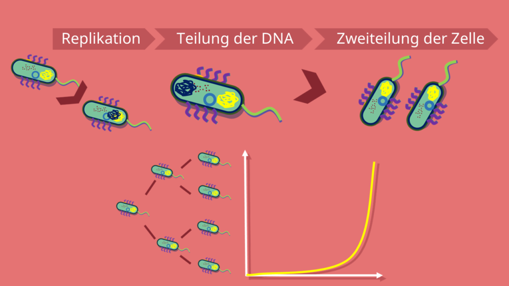 Prokaryoten, Klone, Septum, Replikation, Tochterzellen, DNA, exponentielles Wachstum