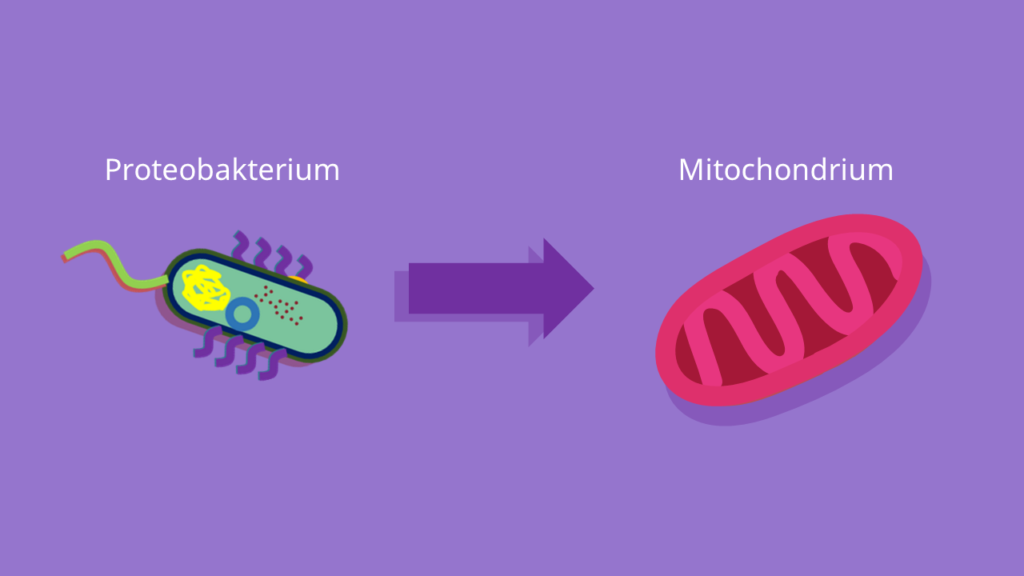 Proteobakterium, Mitochondrium, Endosymbiontentheorie