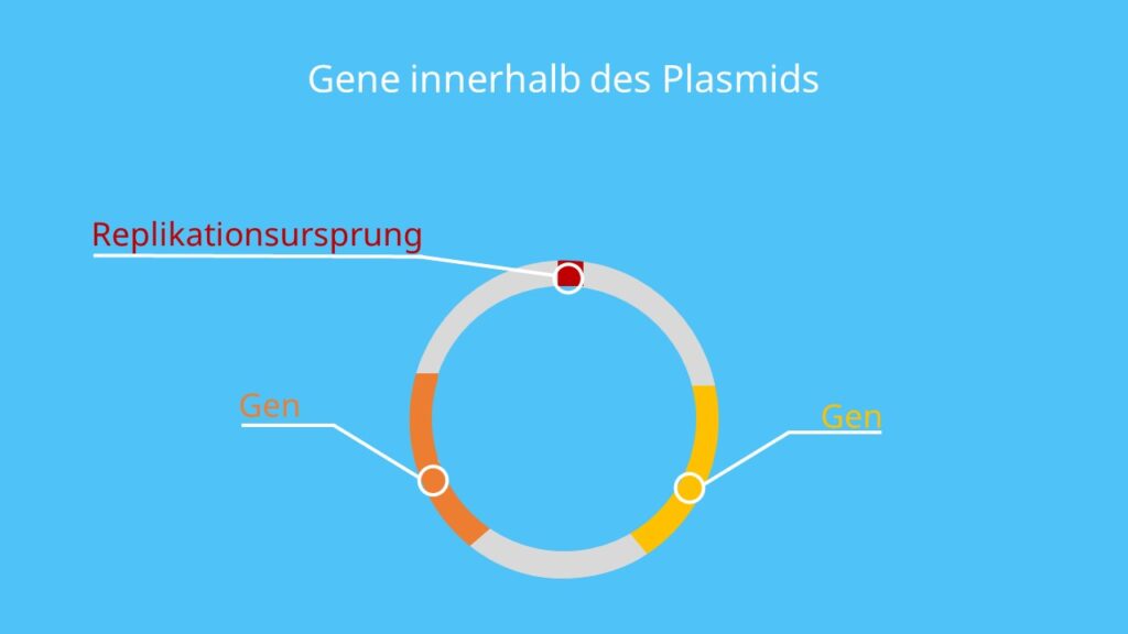 Resistenzgen, Plasmid, Gen, Gene, Plasmid DNA