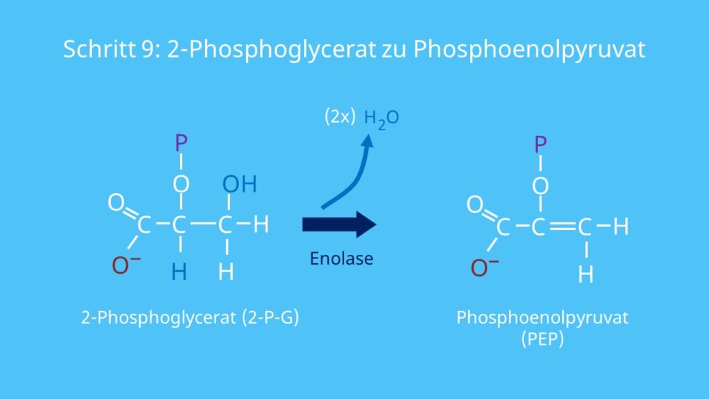 Glykolyse, Phosphoenolpyruvat, 2-Phosphoglycerat