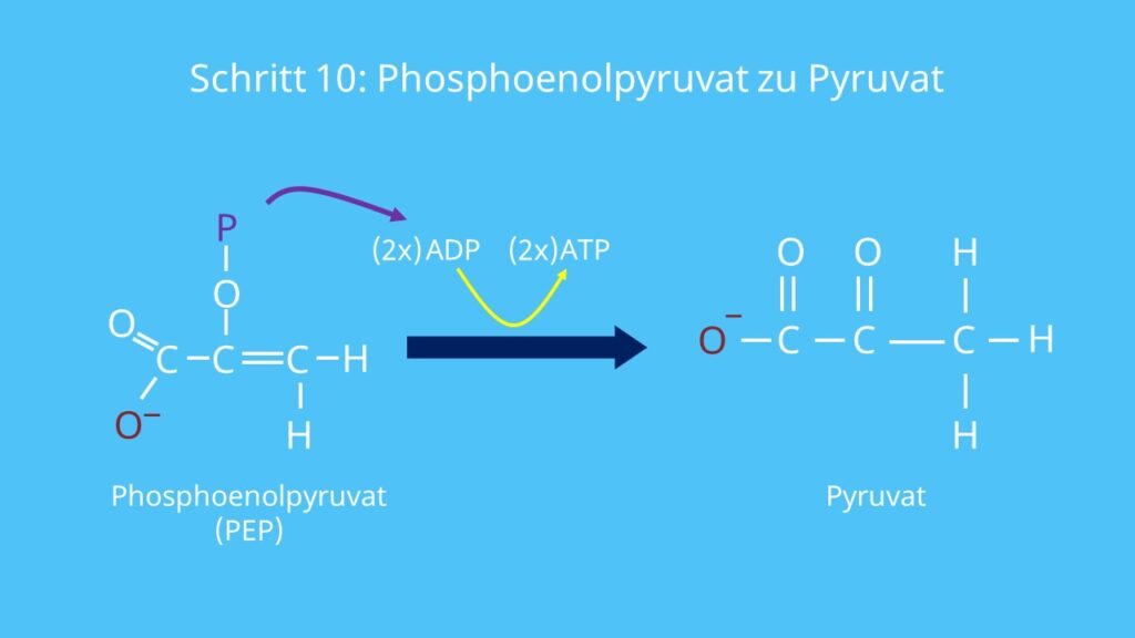 Glykolyse, Phosphoenolpyruvat, Pyruvat