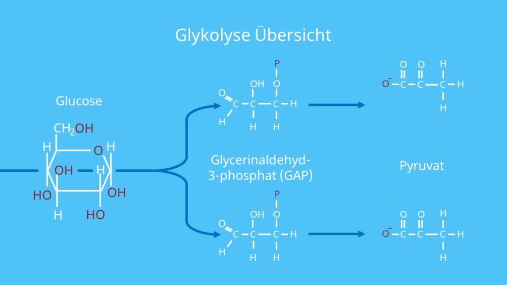 Glykolyse, GAP, Glycerinaldehyd-3-phosphat, Pyruvat
