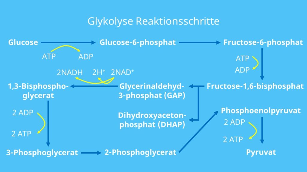 Glykolyse, Cytoplasma, ATP, NAD, Glucosestoffwechsel, Substatkettenphosphorylierung, anaerob, aerob, Kinasen, Pyruvat, Glucose