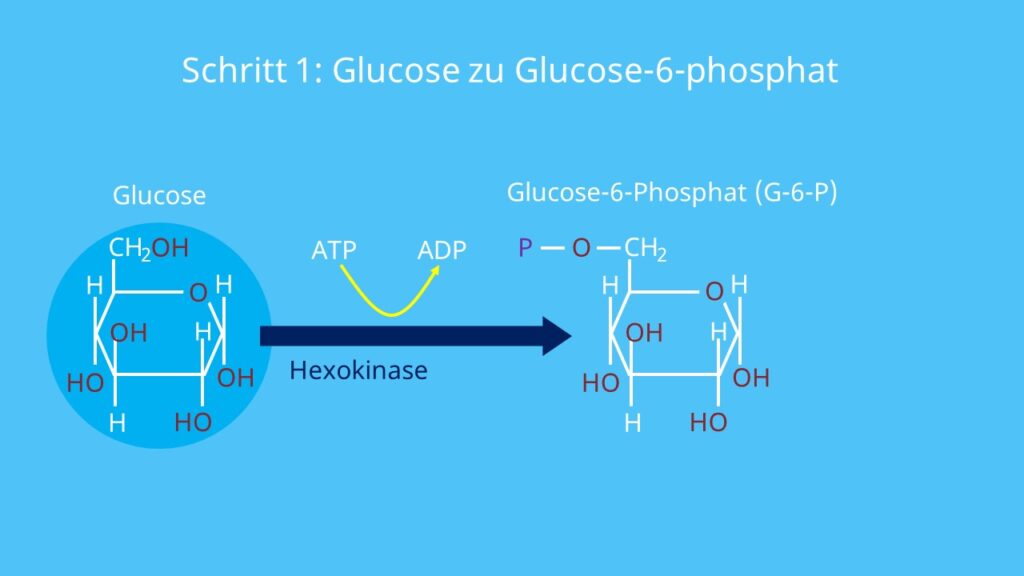 Glucose, Glykolyse, Glucose - 6 -Phosphat