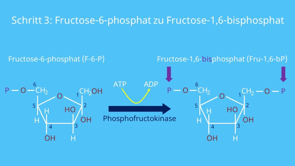Glykolyse, Fructose-6-Phosphat, Fructose-1.6-biphosphat