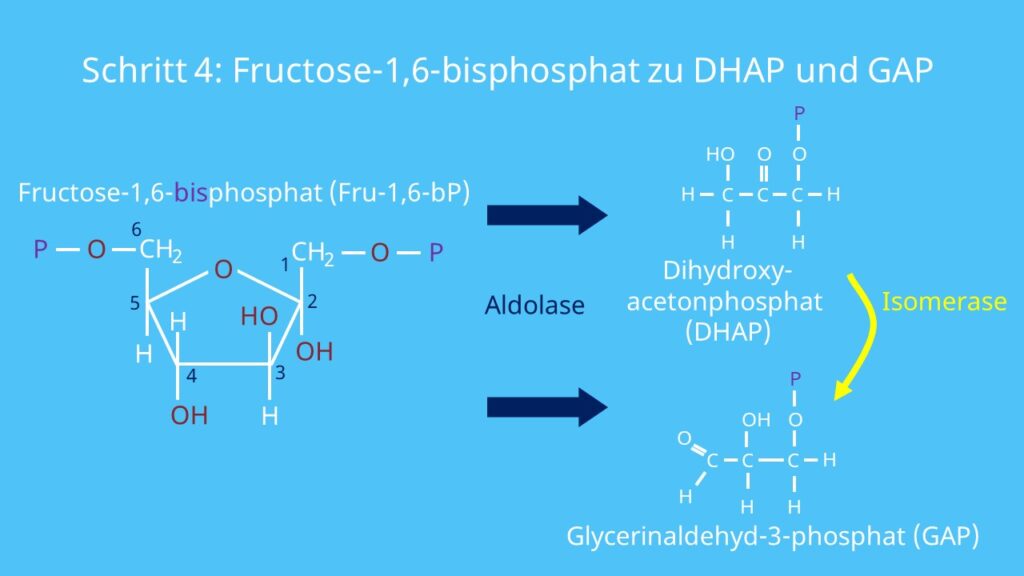 Glykolyse, Fructose-1,6-bisphosphat, Dihydroxyacetonphosphat, Glycerinaldehyd-3-phosphat, DHAP, GAP