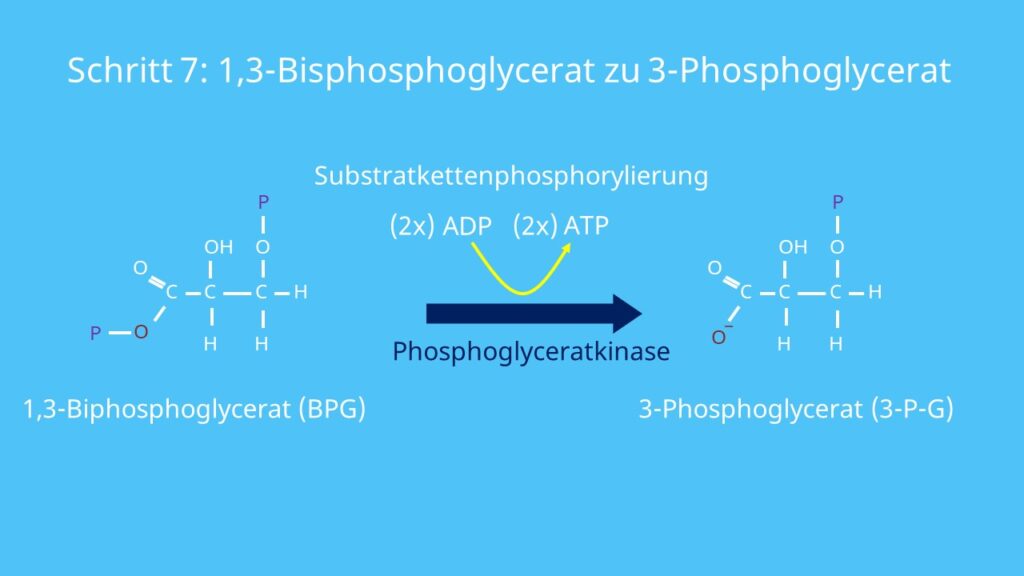 Glykolyse, 3-Phosphoglycerat, 1,3-Bisphosphoglycerat