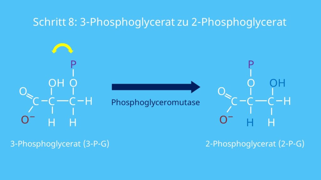 Glykolyse, 2-Phosphoglycerat, 3-Phosphoglycerat