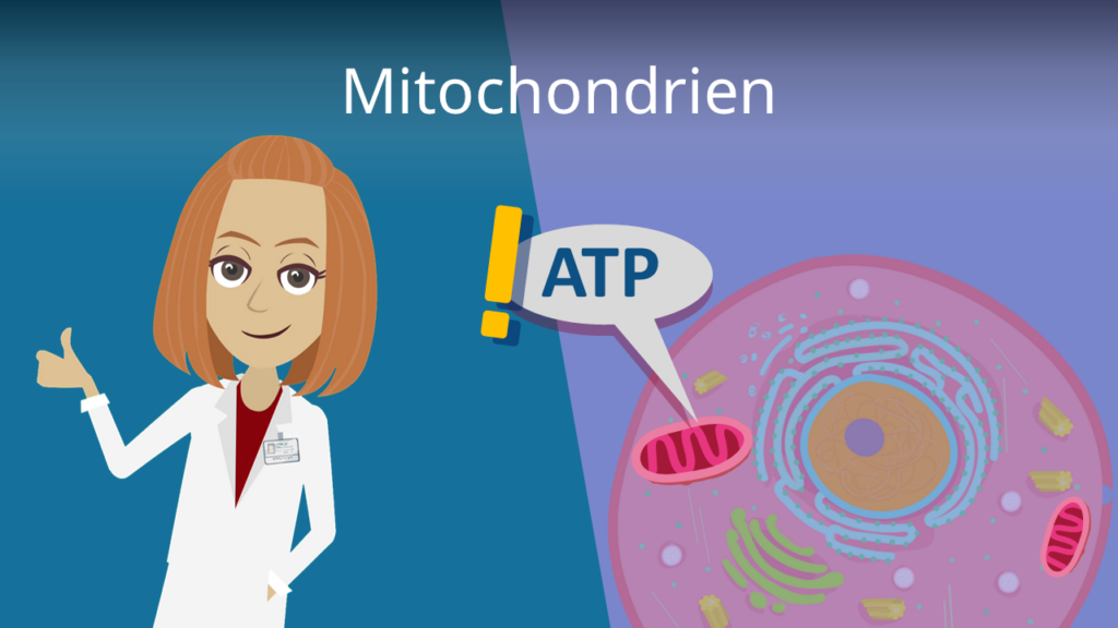 Zum Video: Mitochondrien