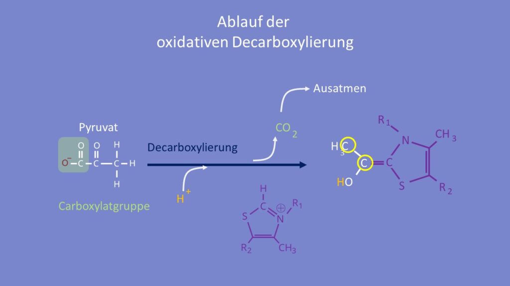 Oxidative Decarboxylierung, Zellatmung, Glykolyse, Atmungskette, Pyruvatdehydrogenase-Komplex, Pyruvat, NADH, ATP, Acetyl-CoA