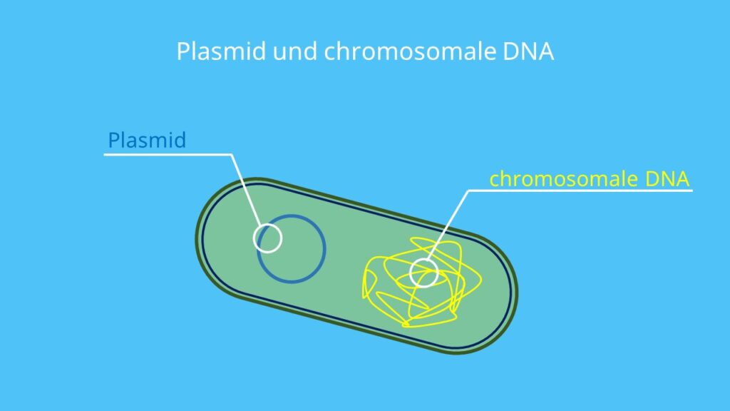 Plasmid, plasmide, chromosomale DNA, Bakterienchromosom, DNA