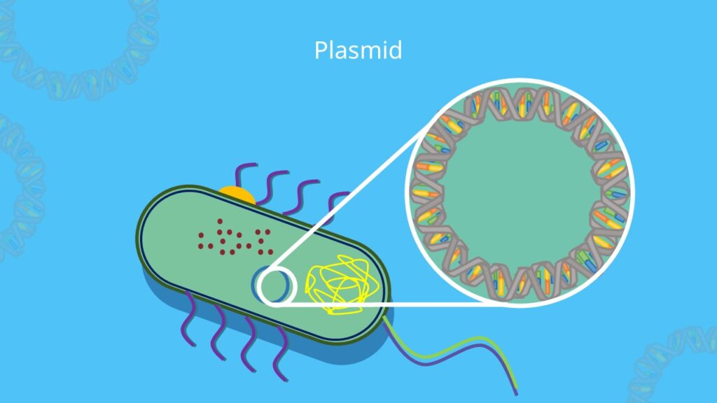 Plasmid, Plasmid Aufbau, DNA