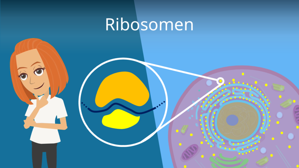 Zum Video: Ribosomen