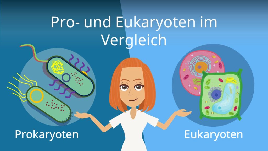 Zum Video: Prokaryoten und Eukaryoten im Vergleich