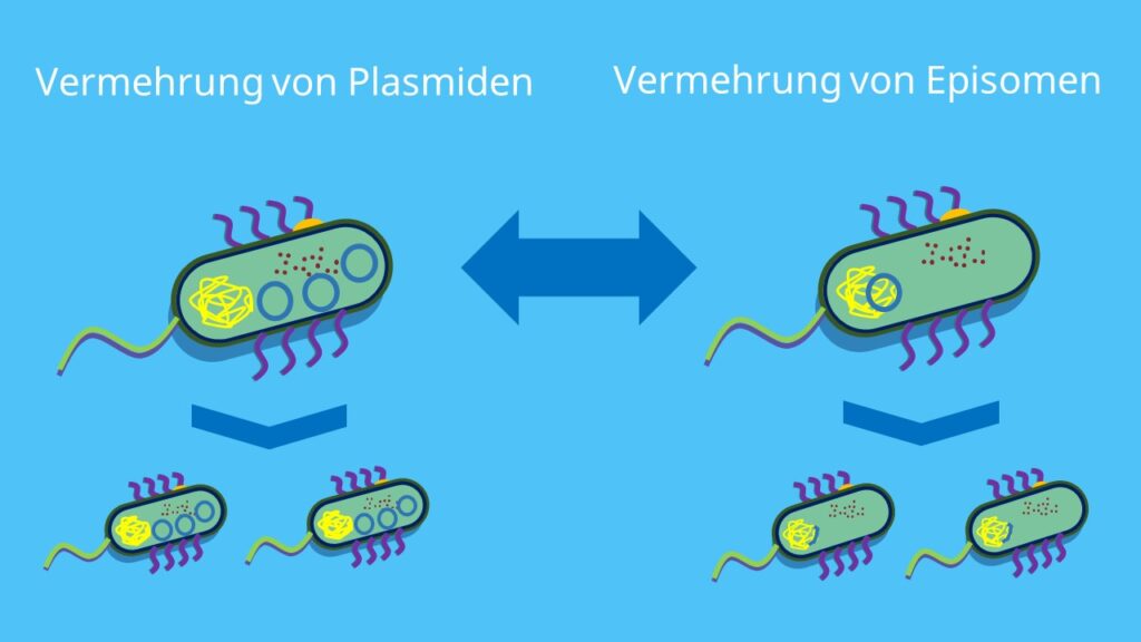 Plasmid, Plasmide, Episom, Episome, Vermehrung