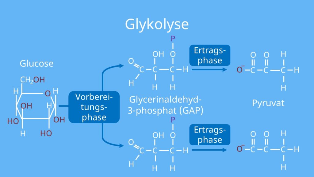 Ablauf, Glykolyse, Pyruvat, ATP, Adenosintriphosphat, Adenosindiphosphat, ADP