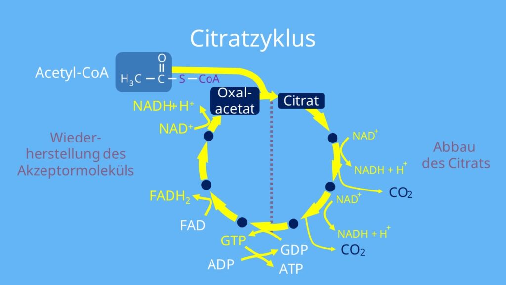 Citratzyklus, Kohlenstoffdioxid, Acetyl-CoA, Citrat, ATP, ADP, Adenosintriphosphat, Adenosindiphosphat