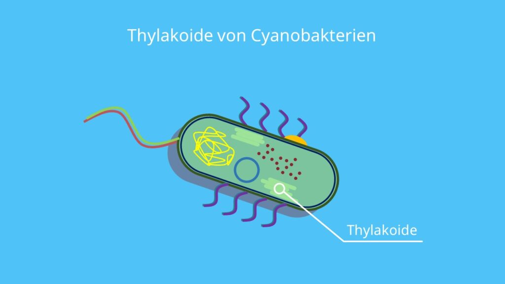 Thylakoide von Cyanobakterien, Cyanobakterium, Cyanokaterien, Thylakoid, Thylakoide