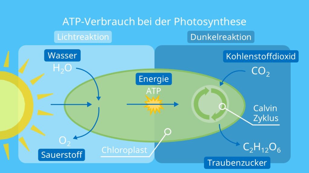 ATP-Verbrauch bei der Photosynthese, Chloroplasten, Fotosynthese, Energie, Lichtreaktion, Dunkelreaktion, Calvin-Zyklus