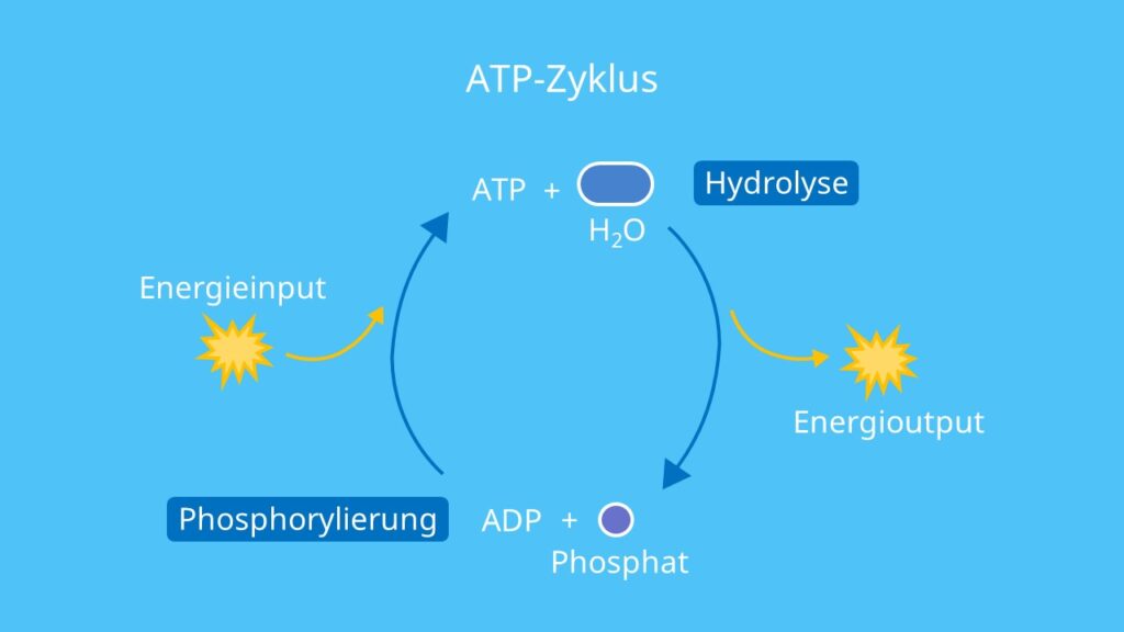 ATP-Zyklus, Hydrolyse, Phosphorylierung, ATP, ADP, Adenosintriphosphat, endotherm, exotherm