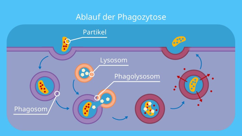 Ablauf der Phagozytose, Phagozytose, Lysosom, Phagosom, Endozytose, Exozytose, Nahrungsvakuole, Phagolysosom, Vesikel