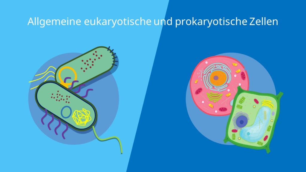 Eukaryoten, Prokaryoten, Zelle, Eucyte, Procyte