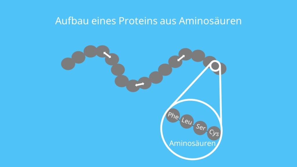 Protein, Aminosäure, Aufbau