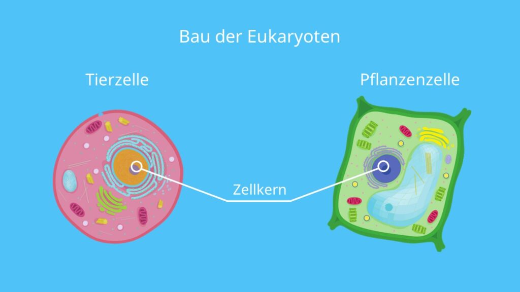 Bau der Eukaryoten, Zellkern, Einzeller, tierische Einzeller, pflanzliche Einzeller, Euzyote, Pilze