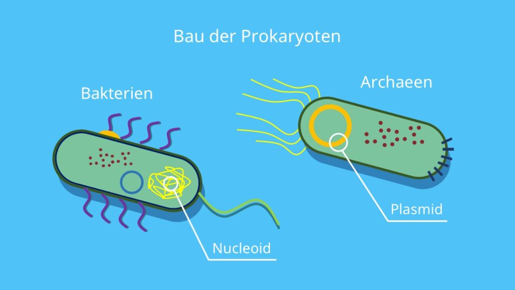 Bau der Prokaryoten, Einzeller, Prozyte, Bakterium, Archaeen