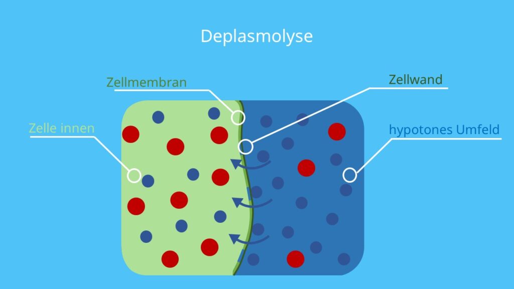 Zelle, Deplasmolyse, Osmose, Zellmembran, Wasser, hypoton