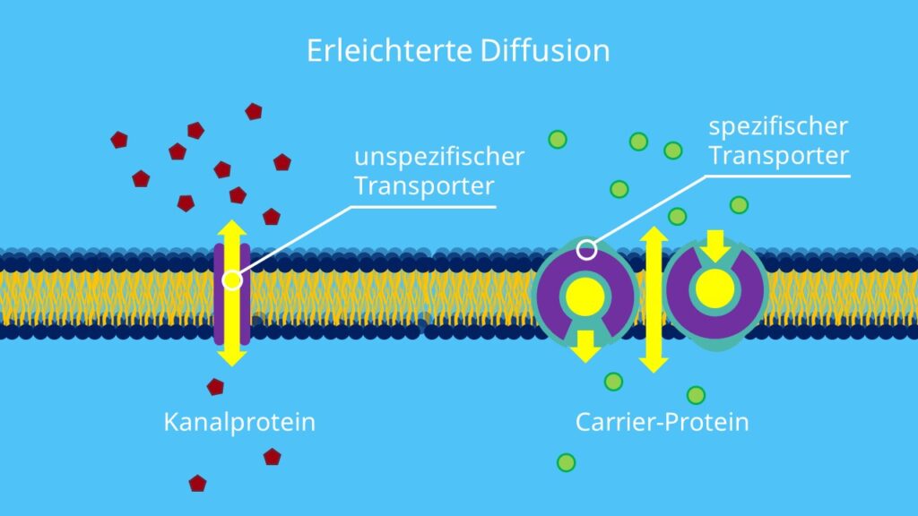 Erleichterte Diffusion, Diffusion, Carrier, Transportproteine, Biomembran, semipermeabel, Phospholipide, passiver Transport