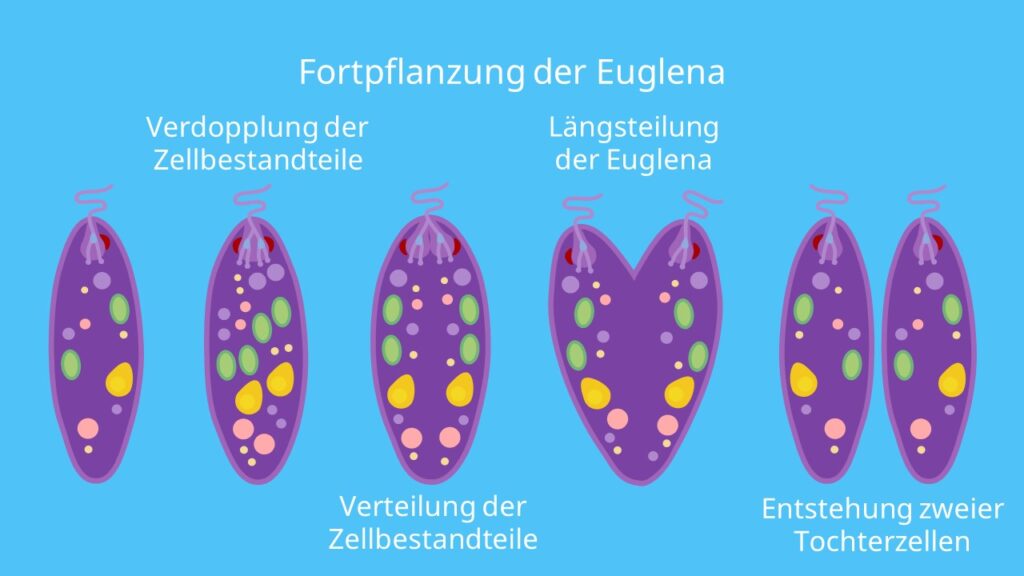 Fortpflanzung der Euglena, Längsteilung, Mitose, Verdopplung