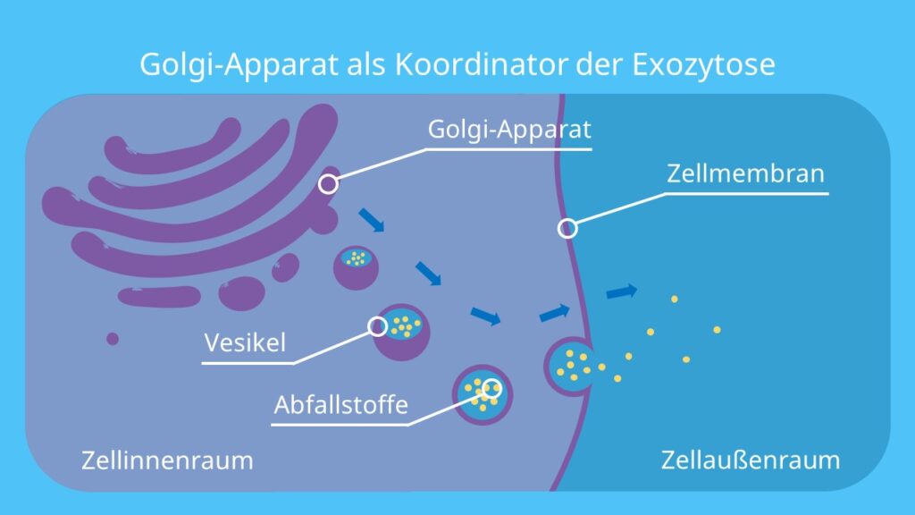 Golgi-Apparat als Koordinator der Exozytose, Exozytose, Golgi Apparat, Vesikel, Endomembransystem, Exosomen 