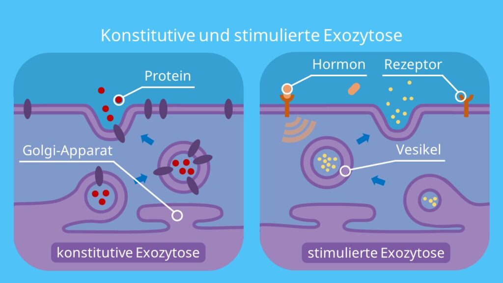 Konstitutive und stimulierte Exozytose, Exozytose, Vesikel, Exosom, Insulin, GTP, Plasmamembran