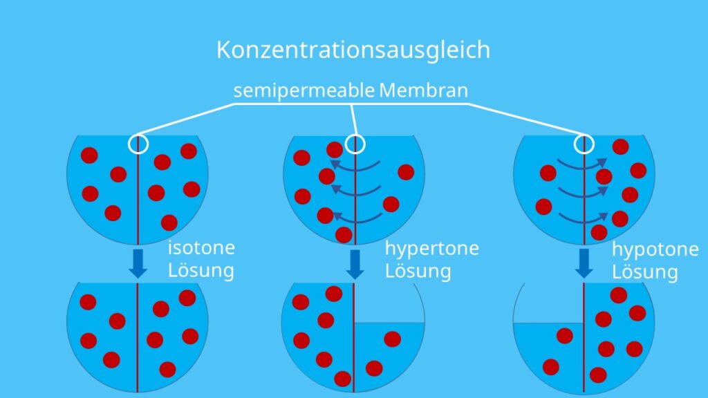 Zelle, Osmose, Zellmembran, Wasser, hyperton, hypoton