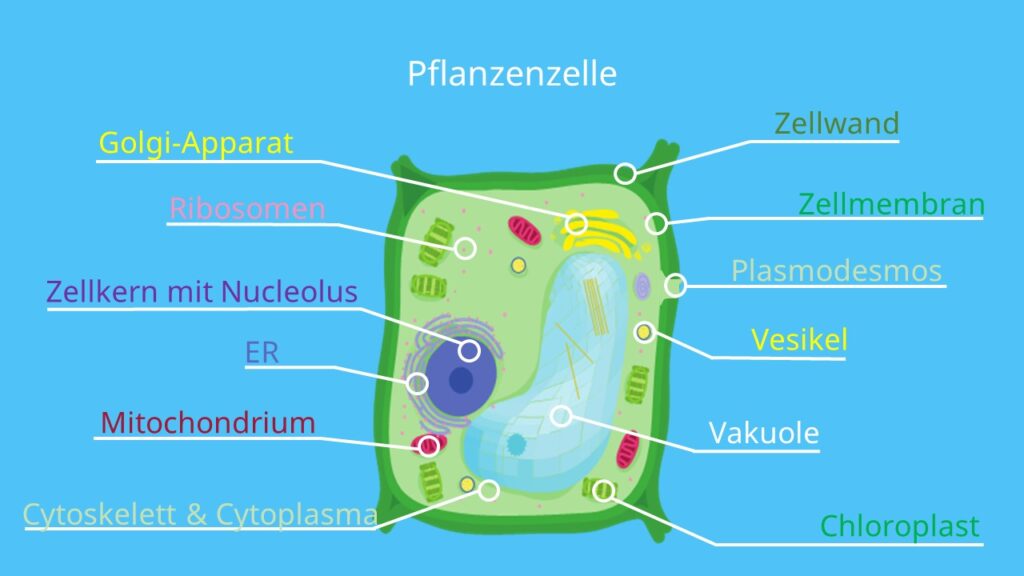 Pflanzenzelle, Pflanzliche Zelle, Zelle, Biologie