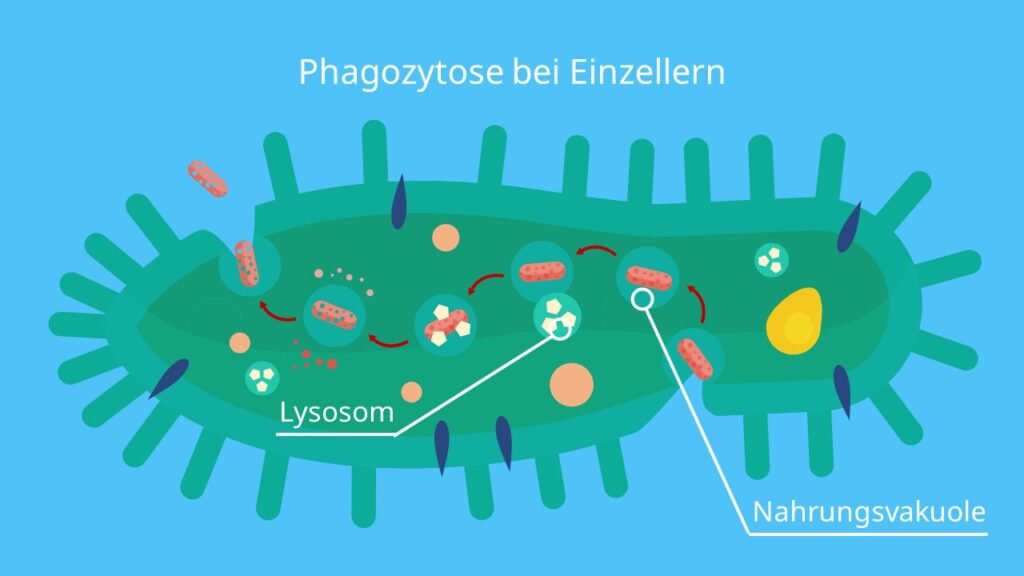 Phagozytose bei Einzellern, Phagozytose, Nahrungsvakuole, Amöbe, Wimperntierchen, Protozoa, Exocytose, Endozytose, Verdauung, Vesikel, lysosomale Enzyme