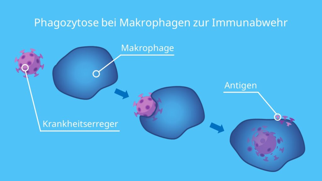 Phagozytose bei Makrophagen zur Immunabwehr, Makrophage, Fresszelle, Viren, Bakterien, Antigene, Antikörper, Immunsystem, unspezifische Immunabwehr