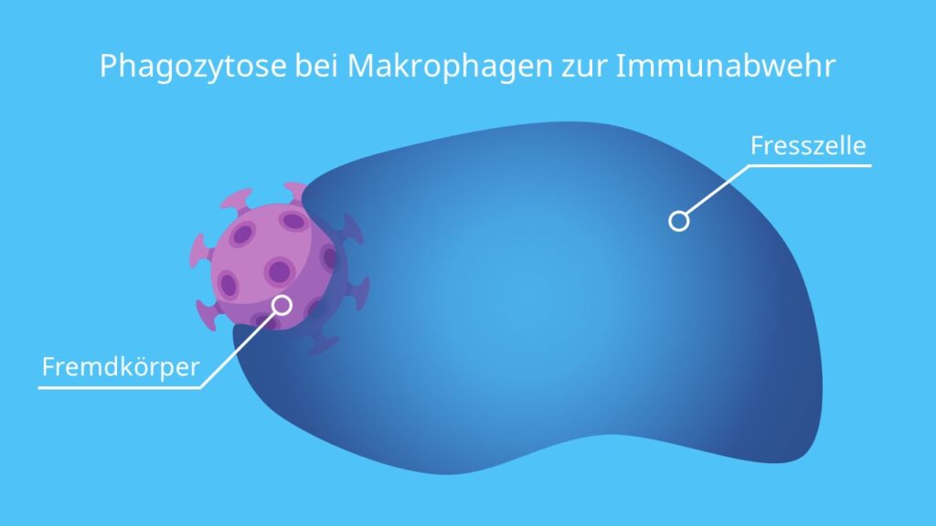 Phagozytose bei Makrophagen zur Immunabwehr, Makrophage, Fresszelle, Viren, Bakterien, Antigene, Antikörper, Immunsystem, unspezifische Immunabwehr, Lysosom, Phagolysosom, Phagosom