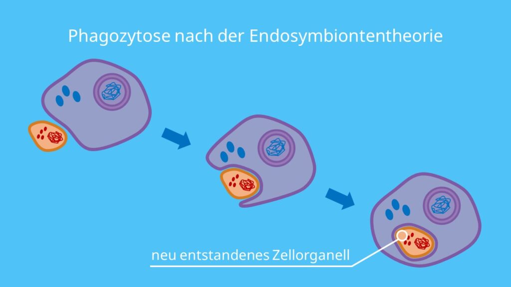 Phagozytose nach der Endosymbiontentheorie, Prokaryoten, Eukaryoten, Symbiose, Endosymbiose, Mitochondrien, Chloroplasten, Endozytose