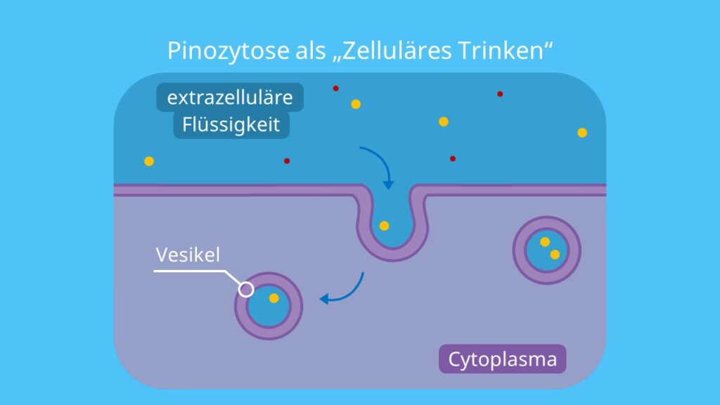 Pinozytose als „Zelluläres Trinken“, Flüssigkeiten, Pinocytose, Endothelzellen, Phagozytose, Vesikel, Plasmamembran, Endozytose