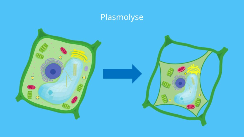 Plasmolyse, Pflanzenzelle, Protoplast, Wasserverlust, Zellwand