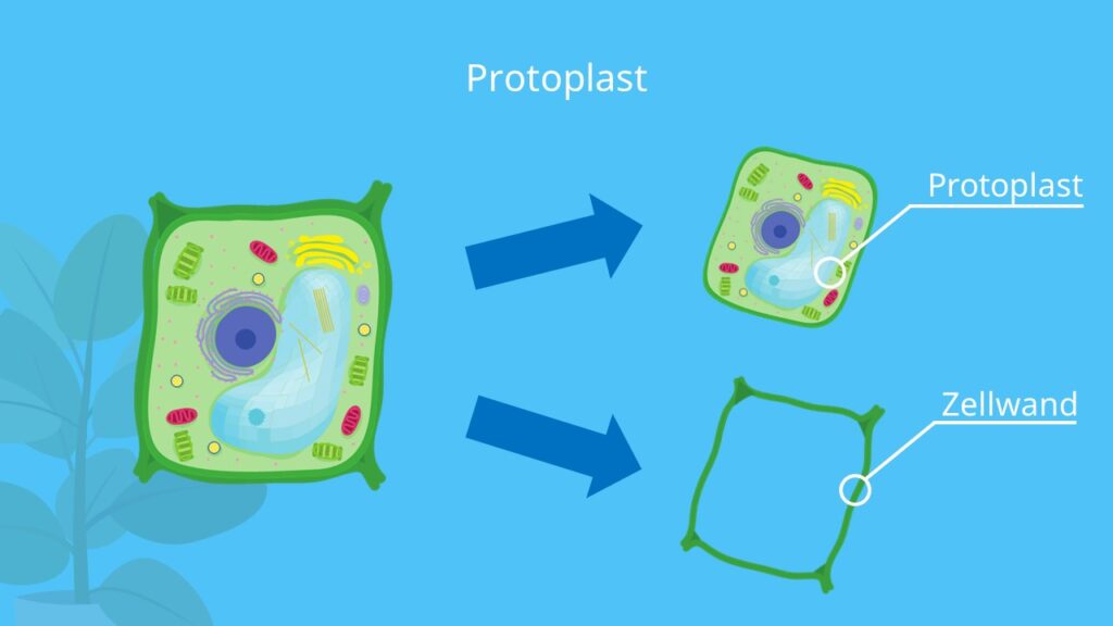 Protoplast, Zelle, Plasmolyse, Zellwand